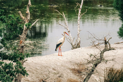 View of bird perching on lakeshore