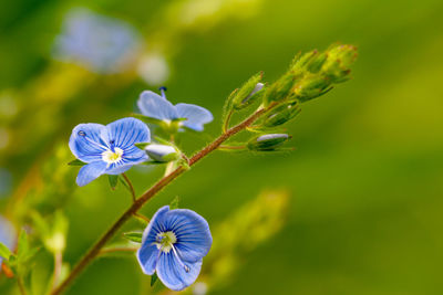 Close-up of purple flowering plant