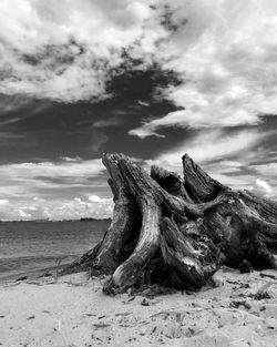 Driftwood on beach