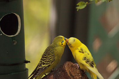 Close-up of parrot perching on yellow leaf