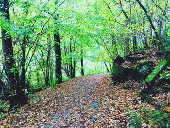 Trees in forest during autumn