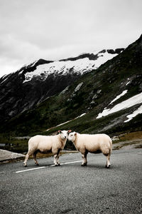 Sheep standing on snow covered mountain against sky