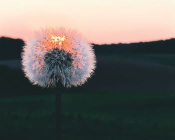 Close-up of dandelion on field against sky