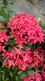 Close-up of red flowers blooming outdoors