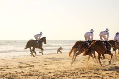 Jockeys riding horses on the beach