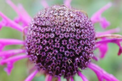 Close-up of fresh purple coneflower blooming outdoors