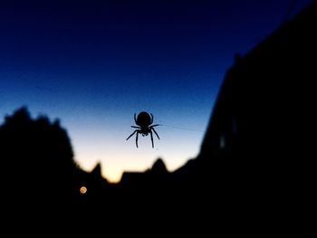 Low angle view of insect on plant against sky at sunset