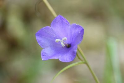 Close-up of insect on purple flower