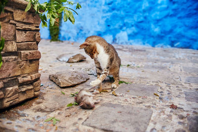 View of a cat sitting on wall