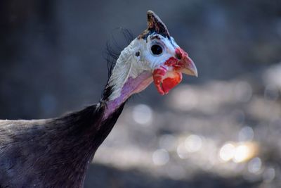 Guniea fowl