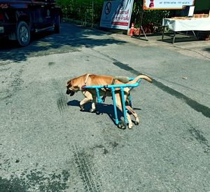 View of dog on street