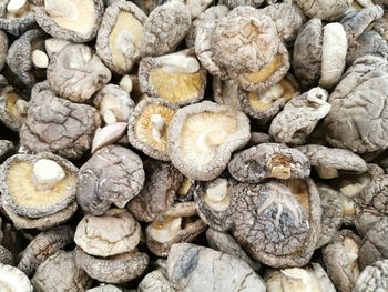 Full frame shot of mushrooms