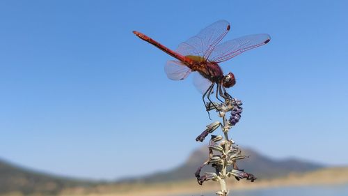 Close-up of dragonfly on plant