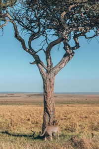 Dead tree on field against clear sky