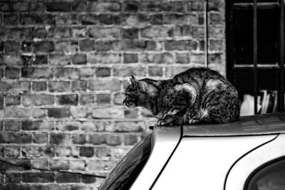 Cat looking away against brick wall