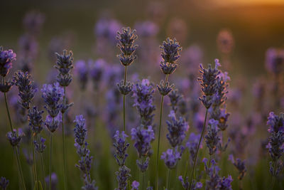 Close-up of purple flowering plants on field