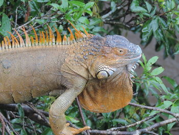 Close-up of lizard on tree