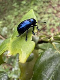 animal wildlife