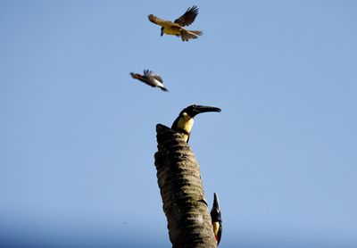 Low angle view of bird flying