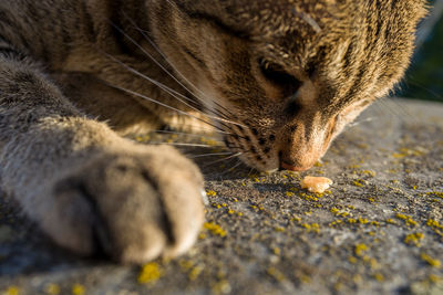 Close-up of cat