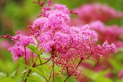 Close-up of pink flowers