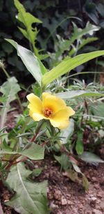 Close-up of yellow flowering plant