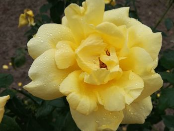 Close-up of water drops on flower