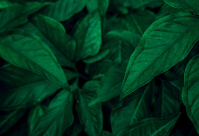 Full frame shot of fresh green leaves