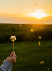 Hand holding dandelion flower on field against sky during sunset