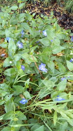 High angle view of plant leaves on land