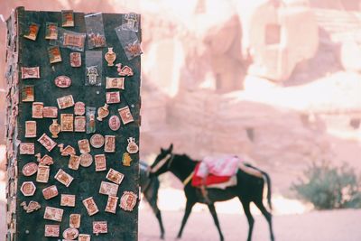 Get souvenirs and riding horse experience while in petra 