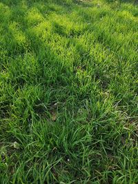 High angle view of grassy field