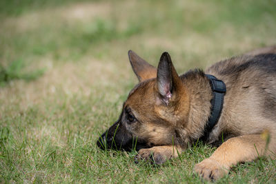 View of a dog relaxing on field