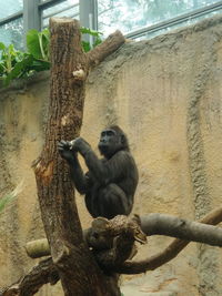 animals in the wild