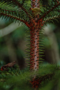 Close-up of pine tree