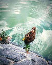 High angle view of mallard duck swimming in lake