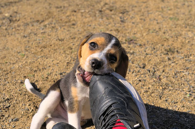 pet