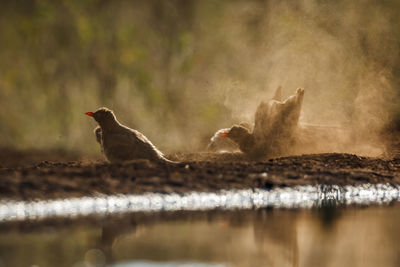 Close-up of bird in lake