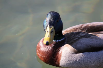 Duck swimming in lake