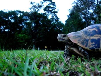 Close-up of a turtle in the field