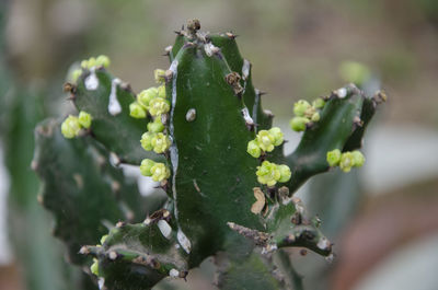 Close-up of succulent plant