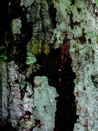 Full frame shot of old tree trunk