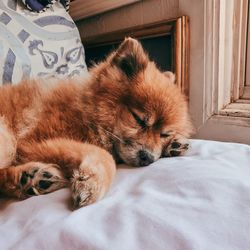 Cat sleeping on bed at home