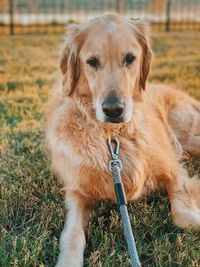 Portrait of dog on field