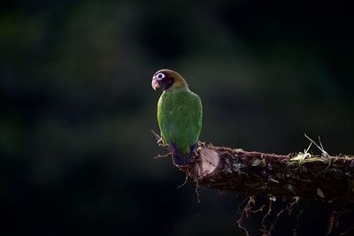 Close-up of parrot perching on branch