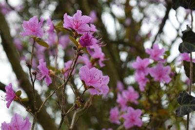 Close-up of pink cherry blossoms in spring