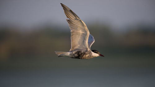 Close-up of seagull flying