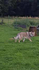 Dog grazing on field