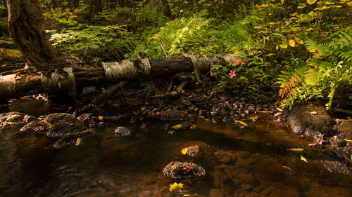 Trees in forest