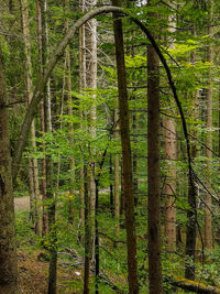 Trees growing in forest